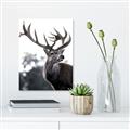 Picture of The Winter Deer _GroupedProduct_Rectangle_Portrait_Photography _GroupedProduct_Rectangle_Portrait_Unframed_Print_Only_