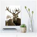 Picture of The Winter Deer _GroupedProduct_Rectangle_Portrait_Photography _GroupedProduct_Rectangle_Portrait_Unframed_Print_Only_