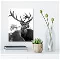 Picture of The Winter Deer _GroupedProduct_Rectangle_Portrait_Photography _GroupedProduct_Rectangle_Portrait_Unframed_Print_Only_