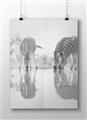 Picture of Sipping Zebras  _GroupedProduct_Rectangle_Landscape_Photography _GroupedProduct_Rectangle_Landscape_Unframed_Print_Only_