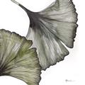 Picture of Ginko Leaves I _GroupedProduct_Square_Unframed_Print_Only_