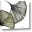 Picture of Ginko Leaves I