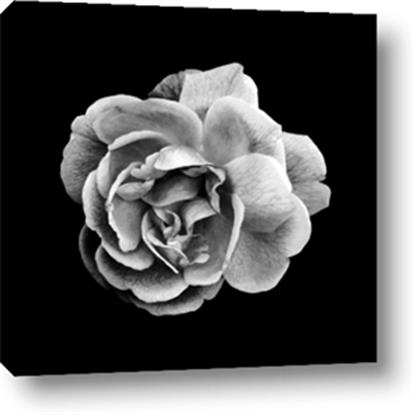Picture of Black and White Rose