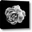 Picture of Black and White Rose