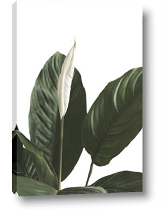 Picture of Focus of White Flower Peace Lily