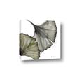 Picture of Ginko Leaves I _GroupedProduct_Square_Canvas_