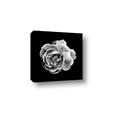 Picture of Black and White Rose _GroupedProduct_Square_Canvas_