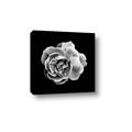 Picture of Black and White Rose _GroupedProduct_Square_Canvas_