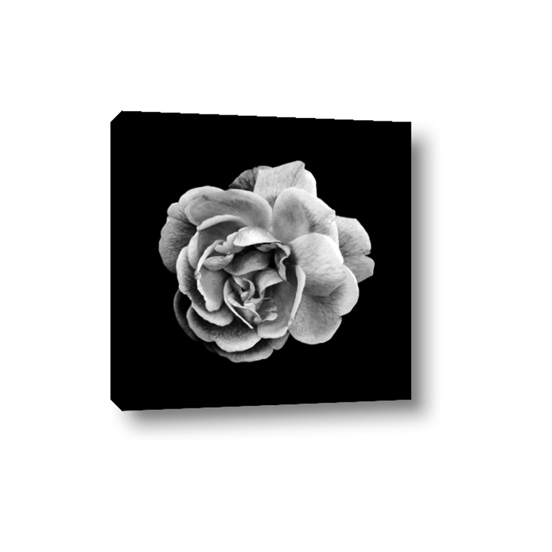 nextART. Black and White Rose