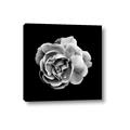 Picture of Black and White Rose _GroupedProduct_Square_Canvas_