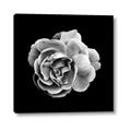 Picture of Black and White Rose _GroupedProduct_Square_Canvas_