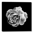 Picture of Black and White Rose _GroupedProduct_Square_Canvas_
