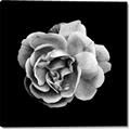 Picture of Black and White Rose _GroupedProduct_Square_Canvas_