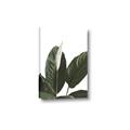 Picture of Focus of White Flower Peace Lily _GroupedProduct_Rectangle_Portrait_Canvas_
