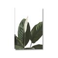 Picture of Focus of White Flower Peace Lily _GroupedProduct_Rectangle_Portrait_Canvas_