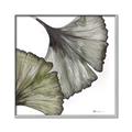Picture of Ginko Leaves I _GroupedProduct_Square_Canvas_Framed_