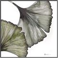 Picture of Ginko Leaves I _GroupedProduct_Square_Canvas_Framed_