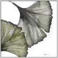 Picture of Ginko Leaves I _GroupedProduct_Square_Canvas_Framed_