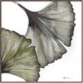 Picture of Ginko Leaves I _GroupedProduct_Square_Canvas_Framed_