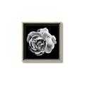 Picture of Black and White Rose _GroupedProduct_Square_Canvas_Framed_
