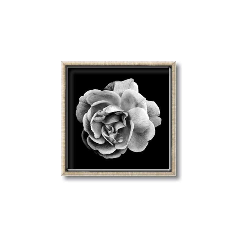 Picture of Black and White Rose _GroupedProduct_Square_Canvas_Framed_