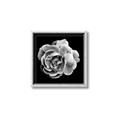 Picture of Black and White Rose _GroupedProduct_Square_Canvas_Framed_