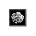Picture of Black and White Rose _GroupedProduct_Square_Canvas_Framed_