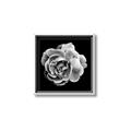 Picture of Black and White Rose _GroupedProduct_Square_Canvas_Framed_