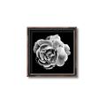 Picture of Black and White Rose _GroupedProduct_Square_Canvas_Framed_