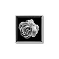 Picture of Black and White Rose _GroupedProduct_Square_Canvas_Framed_
