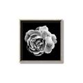 Picture of Black and White Rose _GroupedProduct_Square_Canvas_Framed_