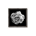 Picture of Black and White Rose _GroupedProduct_Square_Canvas_Framed_