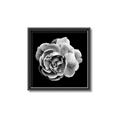 Picture of Black and White Rose _GroupedProduct_Square_Canvas_Framed_