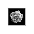 Picture of Black and White Rose _GroupedProduct_Square_Canvas_Framed_