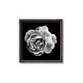 Picture of Black and White Rose _GroupedProduct_Square_Canvas_Framed_