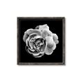 Picture of Black and White Rose _GroupedProduct_Square_Canvas_Framed_
