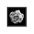 Picture of Black and White Rose _GroupedProduct_Square_Canvas_Framed_