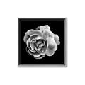 Picture of Black and White Rose _GroupedProduct_Square_Canvas_Framed_