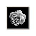 Picture of Black and White Rose _GroupedProduct_Square_Canvas_Framed_
