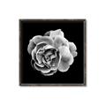 Picture of Black and White Rose _GroupedProduct_Square_Canvas_Framed_