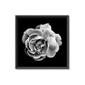 Picture of Black and White Rose _GroupedProduct_Square_Canvas_Framed_