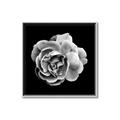 Picture of Black and White Rose _GroupedProduct_Square_Canvas_Framed_