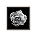 Picture of Black and White Rose _GroupedProduct_Square_Canvas_Framed_