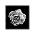 Picture of Black and White Rose _GroupedProduct_Square_Canvas_Framed_