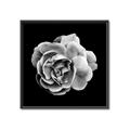 Picture of Black and White Rose _GroupedProduct_Square_Canvas_Framed_