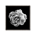 Picture of Black and White Rose _GroupedProduct_Square_Canvas_Framed_