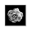 Picture of Black and White Rose _GroupedProduct_Square_Canvas_Framed_
