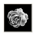 Picture of Black and White Rose _GroupedProduct_Square_Canvas_Framed_