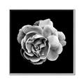 Picture of Black and White Rose _GroupedProduct_Square_Canvas_Framed_