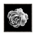 Picture of Black and White Rose _GroupedProduct_Square_Canvas_Framed_